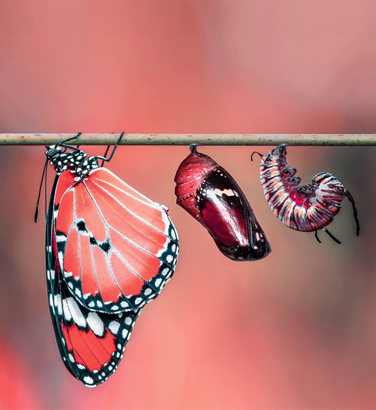 Transformation: Raupe, Konkon, Schmetterling