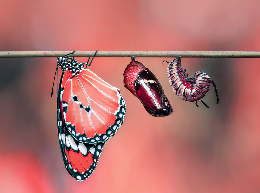 Transformation: Raupe, Konkon, Schmetterling